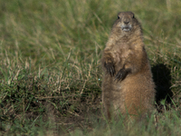 The black-tailed prairie dog (Cynomys ludovicianus) is a rodent of the family Sciuridae (the squirrels) found in the Great Plains of North A...