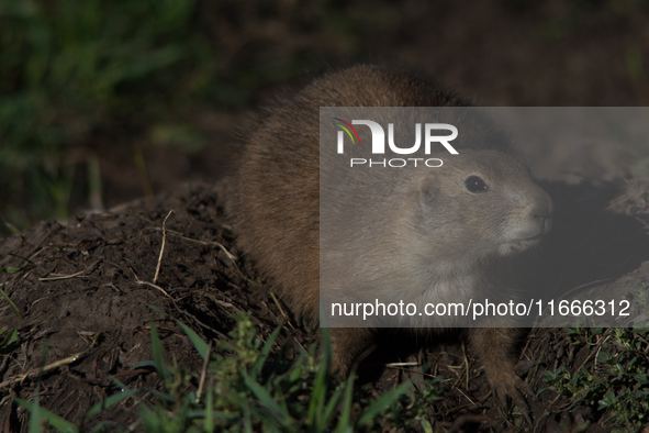 The black-tailed prairie dog (Cynomys ludovicianus) is a rodent of the family Sciuridae (the squirrels) found in the Great Plains of North A...