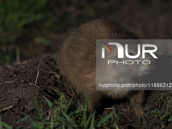 The black-tailed prairie dog (Cynomys ludovicianus) is a rodent of the family Sciuridae (the squirrels) found in the Great Plains of North A...