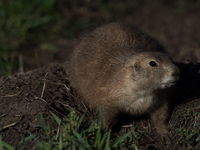 The black-tailed prairie dog (Cynomys ludovicianus) is a rodent of the family Sciuridae (the squirrels) found in the Great Plains of North A...