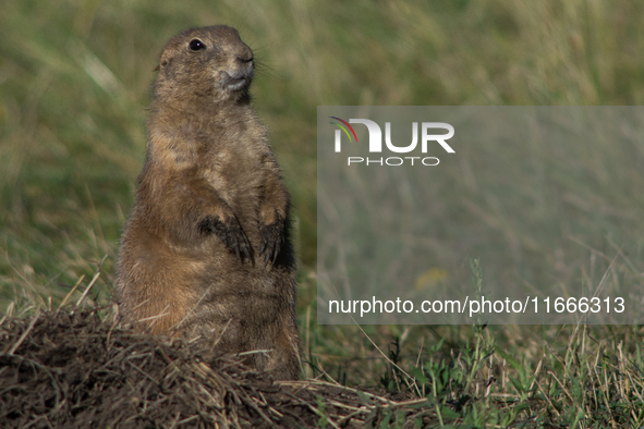 The black-tailed prairie dog (Cynomys ludovicianus) is a rodent of the family Sciuridae (the squirrels) found in the Great Plains of North A...