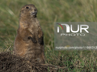 The black-tailed prairie dog (Cynomys ludovicianus) is a rodent of the family Sciuridae (the squirrels) found in the Great Plains of North A...