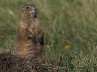 The black-tailed prairie dog (Cynomys ludovicianus) is a rodent of the family Sciuridae (the squirrels) found in the Great Plains of North A...