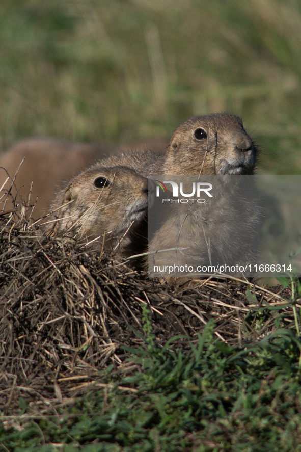 The black-tailed prairie dog (Cynomys ludovicianus) is a rodent of the family Sciuridae (the squirrels) found in the Great Plains of North A...