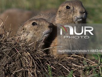 The black-tailed prairie dog (Cynomys ludovicianus) is a rodent of the family Sciuridae (the squirrels) found in the Great Plains of North A...