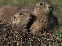 The black-tailed prairie dog (Cynomys ludovicianus) is a rodent of the family Sciuridae (the squirrels) found in the Great Plains of North A...