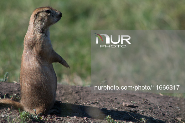 The black-tailed prairie dog (Cynomys ludovicianus) is a rodent of the family Sciuridae (the squirrels) found in the Great Plains of North A...