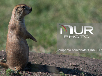 The black-tailed prairie dog (Cynomys ludovicianus) is a rodent of the family Sciuridae (the squirrels) found in the Great Plains of North A...