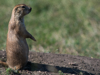 The black-tailed prairie dog (Cynomys ludovicianus) is a rodent of the family Sciuridae (the squirrels) found in the Great Plains of North A...