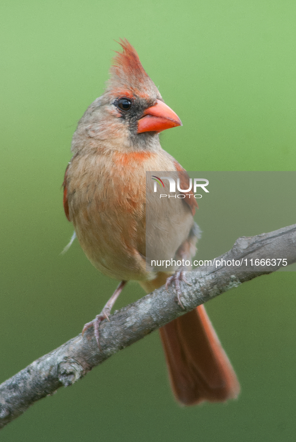 The male Northern Cardinal is perhaps responsible for prompting more people to open a field guide than any other bird. It is a perfect combi...