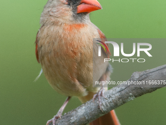 The male Northern Cardinal is perhaps responsible for prompting more people to open a field guide than any other bird. It is a perfect combi...