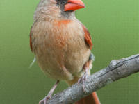 The male Northern Cardinal is perhaps responsible for prompting more people to open a field guide than any other bird. It is a perfect combi...