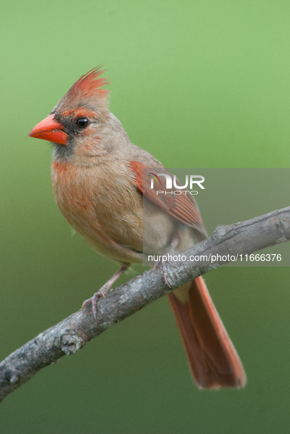 The male Northern Cardinal is perhaps responsible for prompting more people to open a field guide than any other bird. It is a perfect combi...