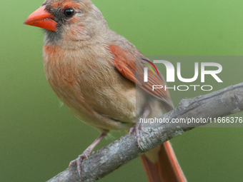 The male Northern Cardinal is perhaps responsible for prompting more people to open a field guide than any other bird. It is a perfect combi...