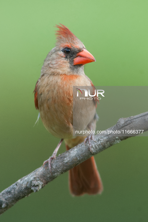 The male Northern Cardinal is perhaps responsible for prompting more people to open a field guide than any other bird. It is a perfect combi...