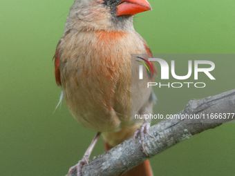 The male Northern Cardinal is perhaps responsible for prompting more people to open a field guide than any other bird. It is a perfect combi...