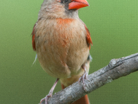 The male Northern Cardinal is perhaps responsible for prompting more people to open a field guide than any other bird. It is a perfect combi...