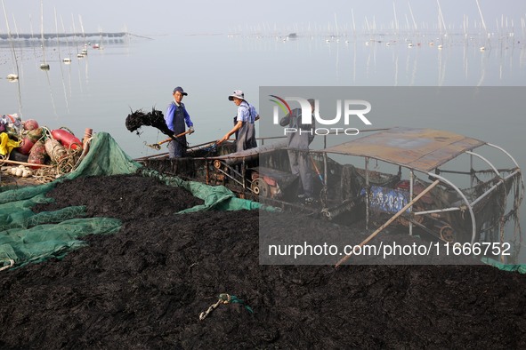 Farmers transfer laver from a harvesting ship to a cargo ship in Lianyungang, China, on October 15, 2024. 