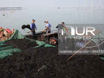 Farmers transfer laver from a harvesting ship to a cargo ship in Lianyungang, China, on October 15, 2024. (