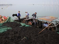 Farmers transfer laver from a harvesting ship to a cargo ship in Lianyungang, China, on October 15, 2024. (