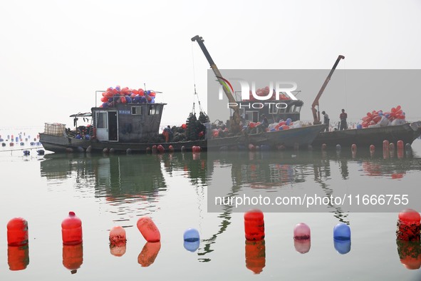 Farmers release new varieties of oyster seedlings in an oyster culture area in Lianyungang, China, on October 15, 2024. 