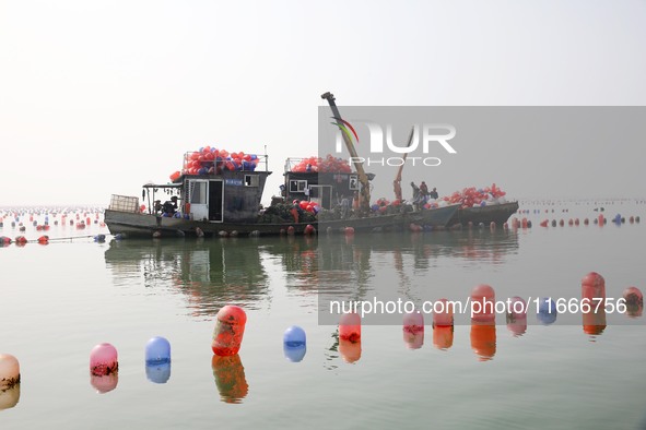 Farmers release new varieties of oyster seedlings in an oyster culture area in Lianyungang, China, on October 15, 2024. 