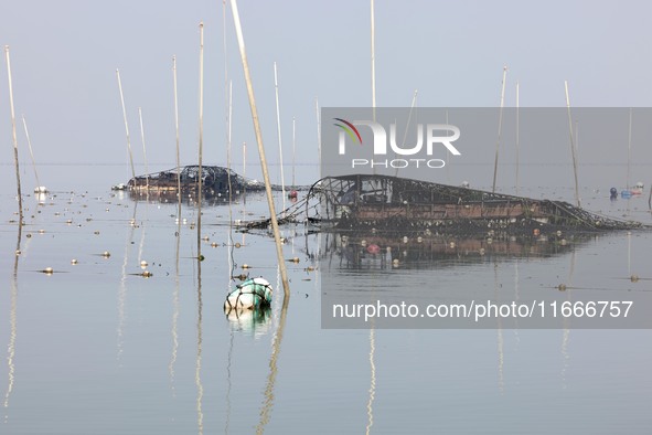 A laver harvester harvests the first crop of laver at the ''Ocean Ranch'' in Lianyungang, China, on October 15, 2024. 