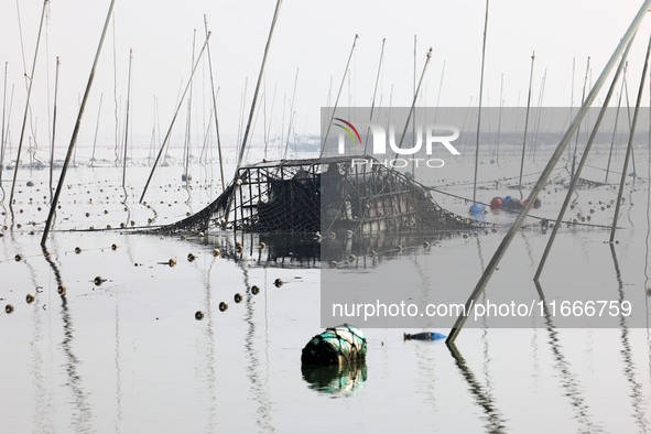 A laver harvester harvests the first crop of laver at the ''Ocean Ranch'' in Lianyungang, China, on October 15, 2024. 