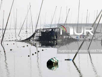 A laver harvester harvests the first crop of laver at the ''Ocean Ranch'' in Lianyungang, China, on October 15, 2024. (