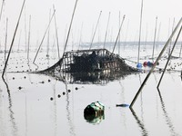 A laver harvester harvests the first crop of laver at the ''Ocean Ranch'' in Lianyungang, China, on October 15, 2024. (