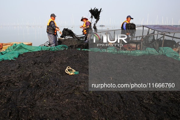 Farmers transfer laver from a harvesting ship to a cargo ship in Lianyungang, China, on October 15, 2024. 