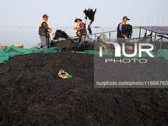 Farmers transfer laver from a harvesting ship to a cargo ship in Lianyungang, China, on October 15, 2024. (