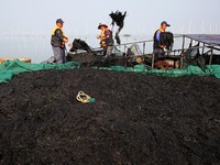 Farmers transfer laver from a harvesting ship to a cargo ship in Lianyungang, China, on October 15, 2024. (