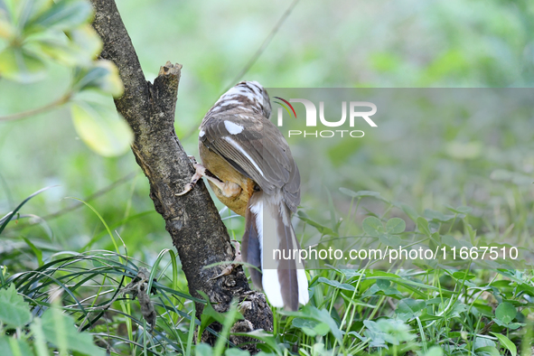 A White-browed Laughingthrush with partially albinized feathers is pictured in a bush in Renhuai, China, on October 15, 2024. 