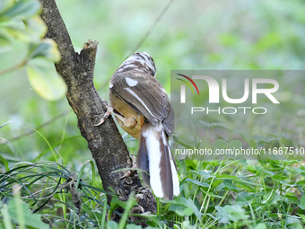 A White-browed Laughingthrush with partially albinized feathers is pictured in a bush in Renhuai, China, on October 15, 2024. (