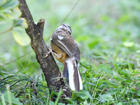 A White-browed Laughingthrush with partially albinized feathers is pictured in a bush in Renhuai, China, on October 15, 2024. (