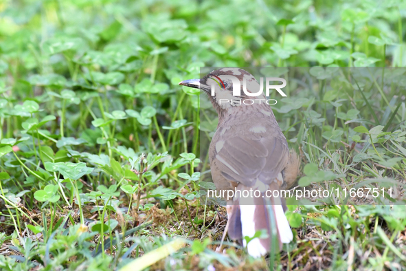 A White-browed Laughingthrush with partially albinized feathers is pictured in a bush in Renhuai, China, on October 15, 2024. 