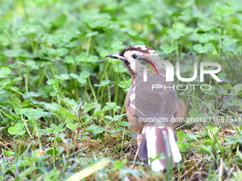 A White-browed Laughingthrush with partially albinized feathers is pictured in a bush in Renhuai, China, on October 15, 2024. (