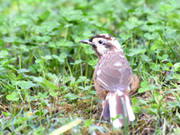 A White-browed Laughingthrush with partially albinized feathers is pictured in a bush in Renhuai, China, on October 15, 2024. (