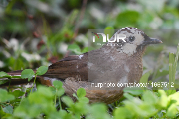 A White-browed Laughingthrush with partially albinized feathers is pictured in a bush in Renhuai, China, on October 15, 2024. 