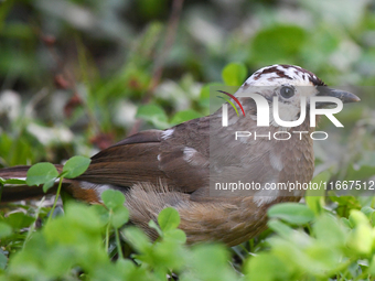 A White-browed Laughingthrush with partially albinized feathers is pictured in a bush in Renhuai, China, on October 15, 2024. (