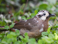 A White-browed Laughingthrush with partially albinized feathers is pictured in a bush in Renhuai, China, on October 15, 2024. (