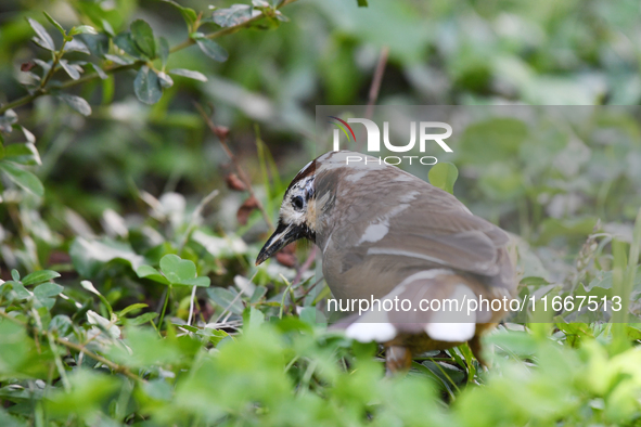 A White-browed Laughingthrush with partially albinized feathers is pictured in a bush in Renhuai, China, on October 15, 2024. 