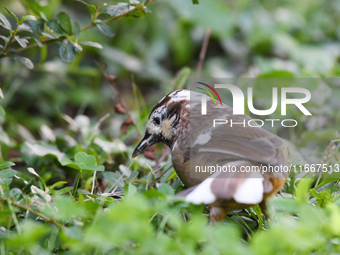 A White-browed Laughingthrush with partially albinized feathers is pictured in a bush in Renhuai, China, on October 15, 2024. (