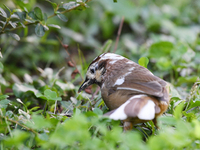 A White-browed Laughingthrush with partially albinized feathers is pictured in a bush in Renhuai, China, on October 15, 2024. (