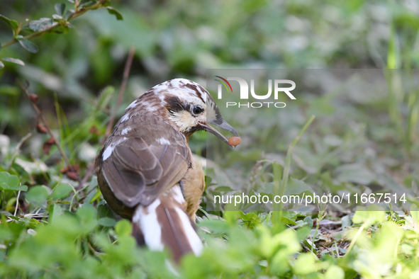 A White-browed Laughingthrush with partially albinized feathers is pictured in a bush in Renhuai, China, on October 15, 2024. 