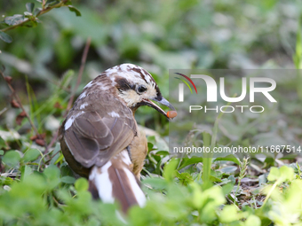 A White-browed Laughingthrush with partially albinized feathers is pictured in a bush in Renhuai, China, on October 15, 2024. (