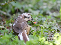 A White-browed Laughingthrush with partially albinized feathers is pictured in a bush in Renhuai, China, on October 15, 2024. (