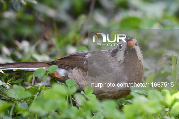 A White-browed Laughingthrush with partially albinized feathers is pictured in a bush in Renhuai, China, on October 15, 2024. 