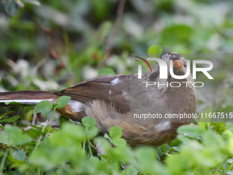 A White-browed Laughingthrush with partially albinized feathers is pictured in a bush in Renhuai, China, on October 15, 2024. (